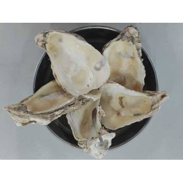 Oyster Shell (Sadaf)