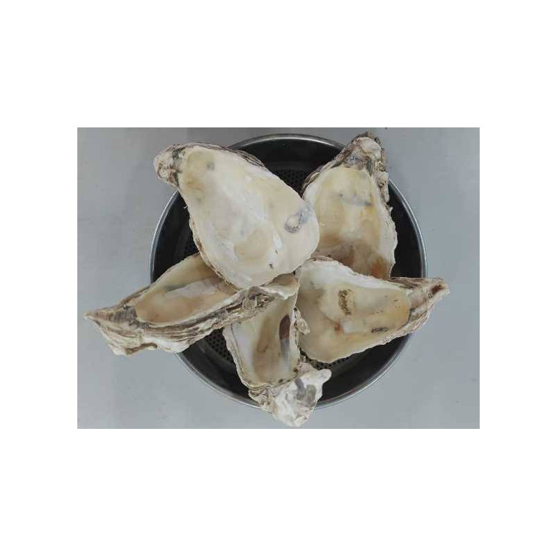 Oyster Shell (Sadaf)