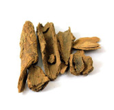 Common Tallow Laurel (Maida Sak/Litsea Glutinosa