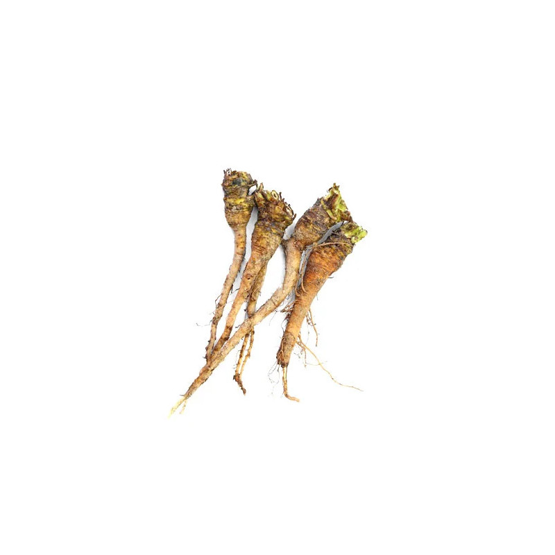 Dandelion Root (Tukhme Kasni Root)