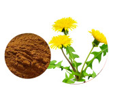 Dandelion Extract
