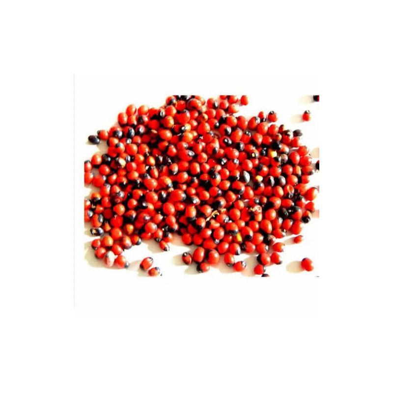 Red Ghungchi Seeds (Ratti Surkh)