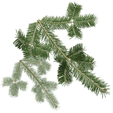 Silver Fir (Talees Pathar/Abies Alba)
