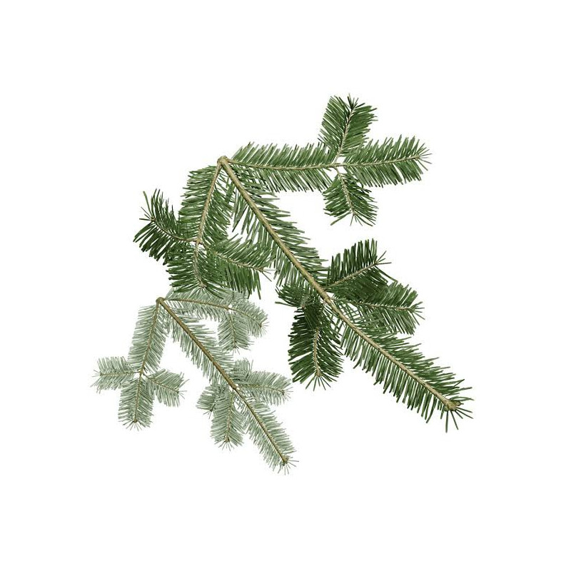 Silver Fir (Talees Pathar/Abies Alba)