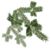 Silver Fir (Talees Pathar/Abies Alba)