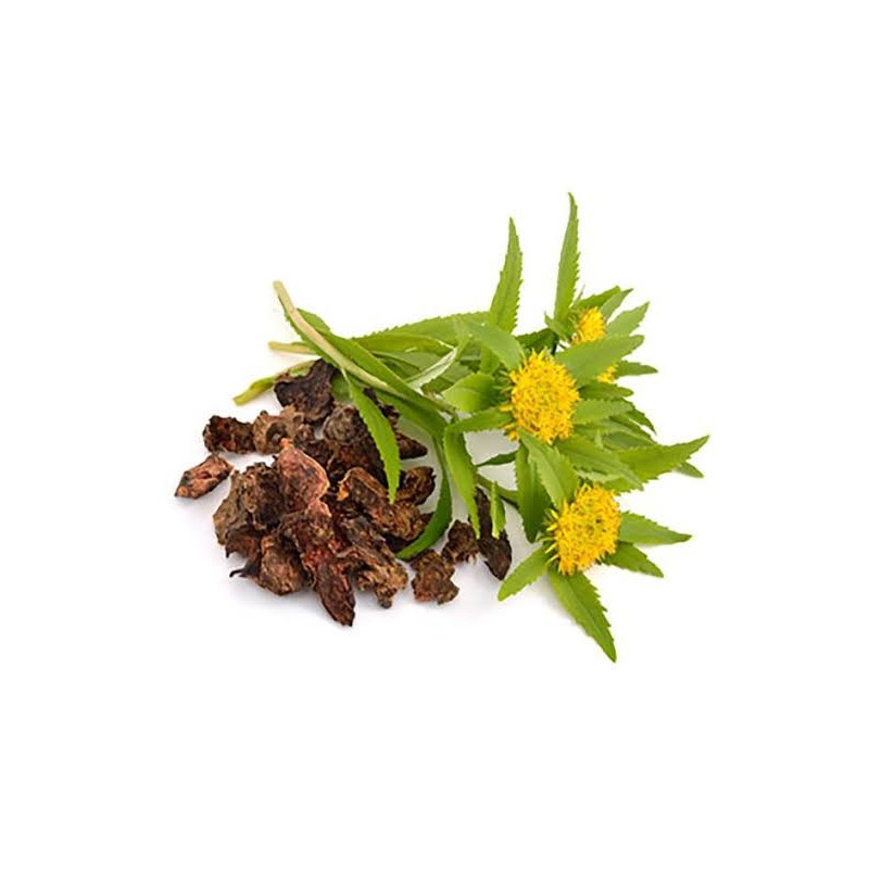 Buy Rhodiola Rosea Extract in Pakistan – Natural Energy & Stress Relief