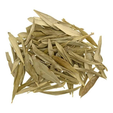 Olive Leaves (Barg e Zaitoon)