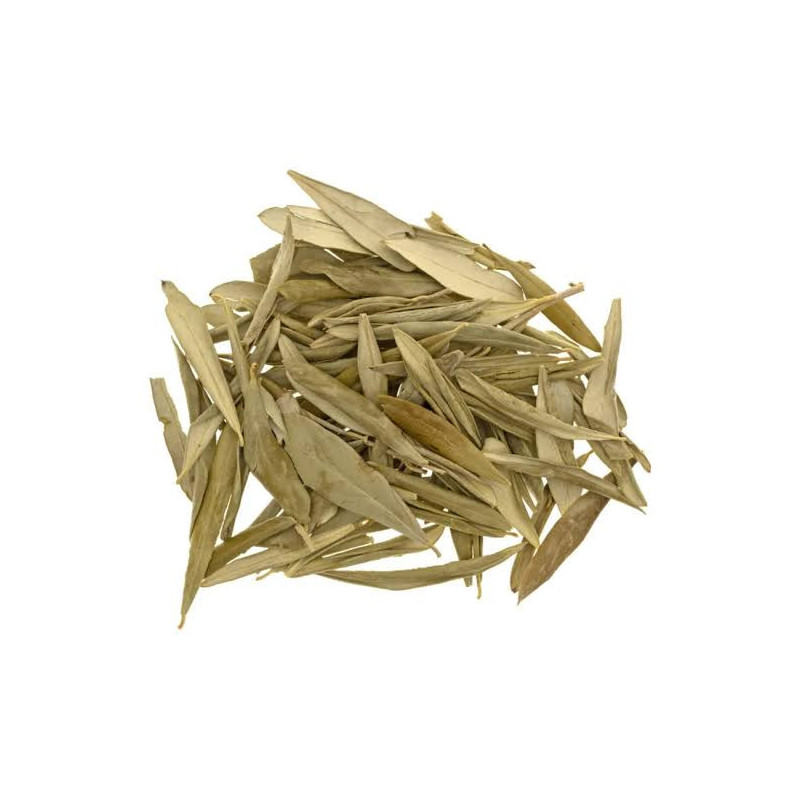 Olive Leaves (Barg e Zaitoon)