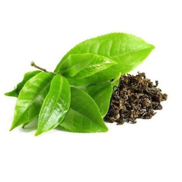 Green Tea Extract (Camellia sinensis)