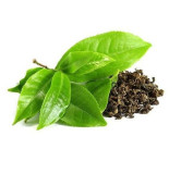 Green Tea Extract (Camellia sinensis)