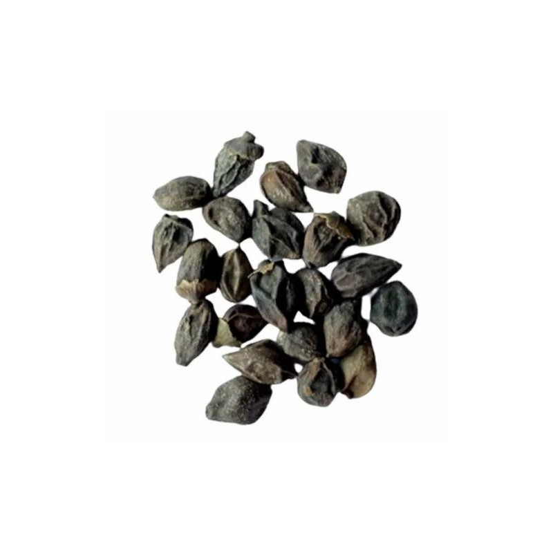 Dried Assyrian Plum (Lasoriyan)