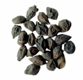 Dried Assyrian Plum (Lasoriyan)