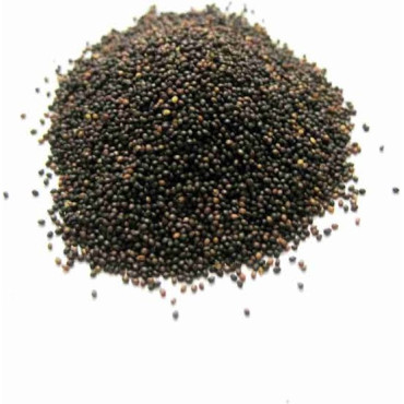 Buy Elephant Creeper (Samundar Sokh) in Pakistan – Hafiz Pansar