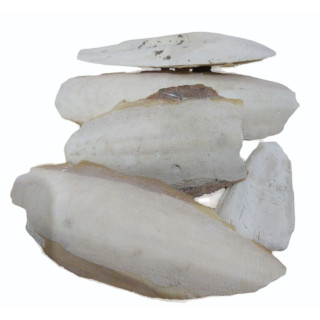 Buy Samundar Jhagh (Cuttlefish Bone) in Pakistan – Hafiz Pansar