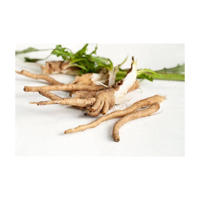 Chicory Root (Jar Kasni) – Liver & Digestion Support | Hafiz Pansar