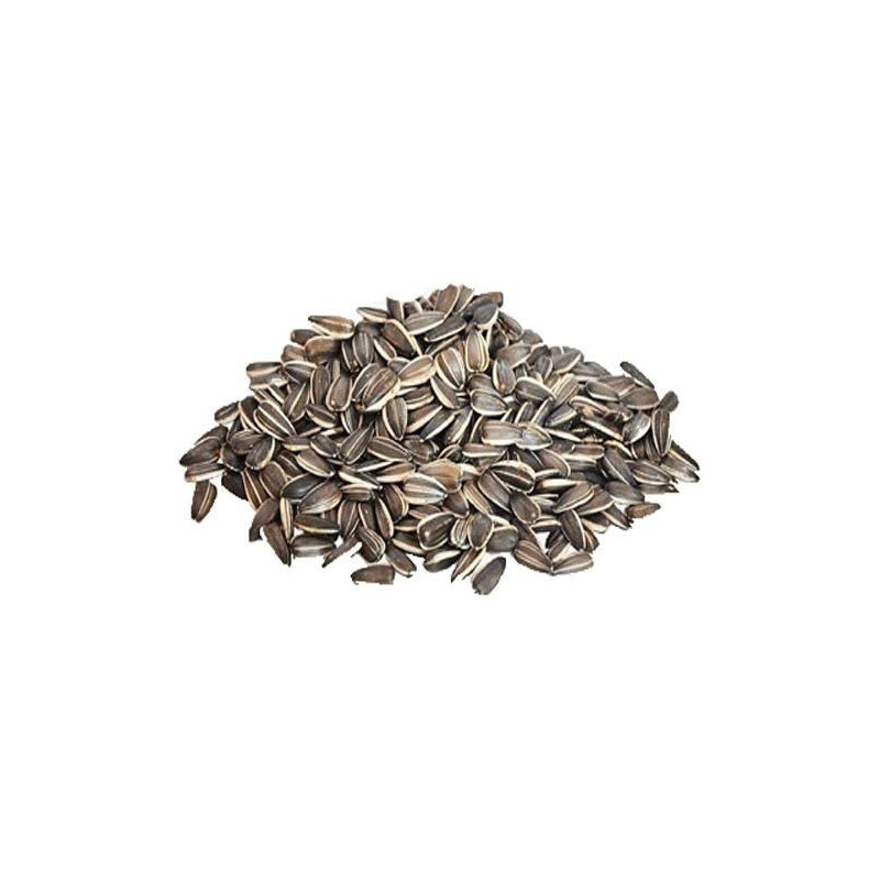 Sunflower Seeds (Suraj Mukhi)