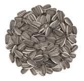 Sunflower Seeds (Suraj Mukhi)