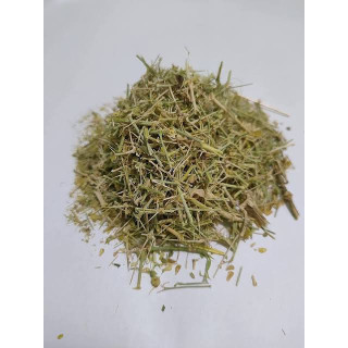 Fagonia Arabica (Dhamai/Dhamasa Botti)