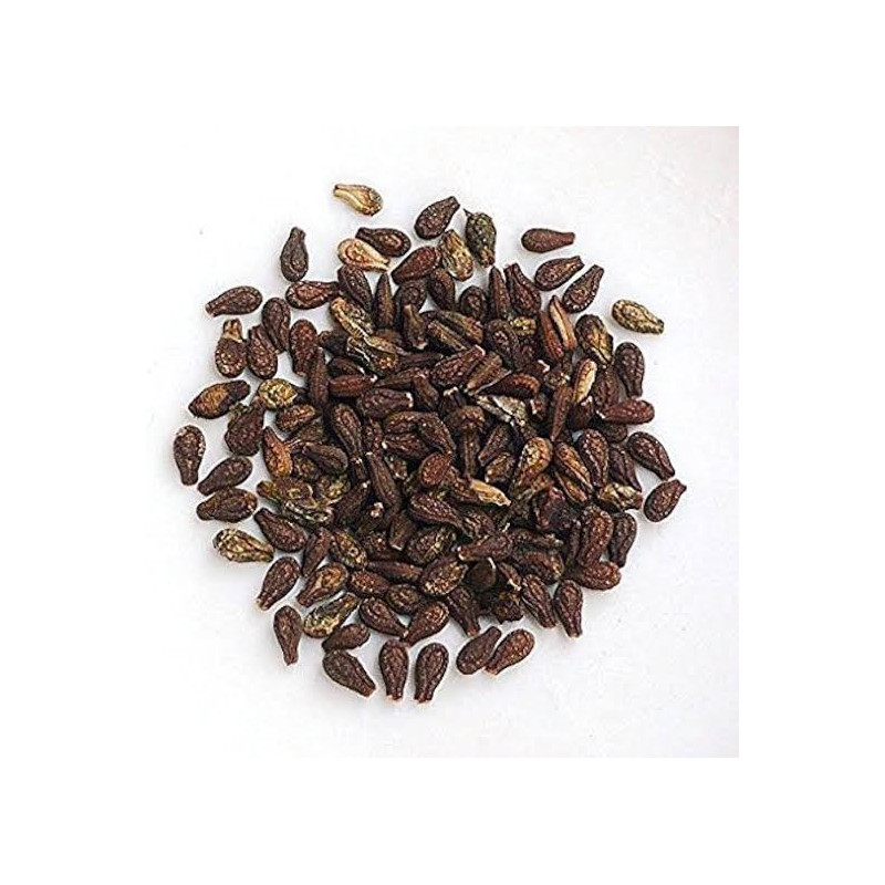 Shivlingi Seeds (Bryonia Laciniosa/Shablingi)
