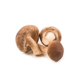 Shiitake Mushrooms (Lentinula edodes)