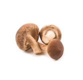 Shiitake Mushrooms (Lentinula edodes)