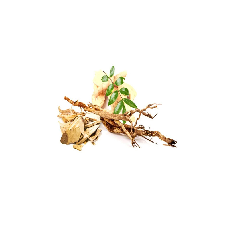 Tongkat Ali Extract in Pakistan – Eurycoma Longifolia | Hafiz Pansar
