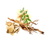 Tongkat Ali Extract in Pakistan – Eurycoma Longifolia | Hafiz Pansar