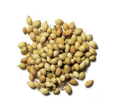 Coriander Seeds (Dhania) – Pure Dhania Seeds | Hafiz Pansar