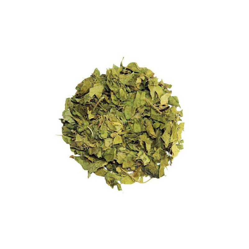 Buy Gymnema Sylvestre (Gurmar Leaves) in Pakistan – Sugar Control Herb | Hafiz Pansar Buy Gymnema Sylvestre (Gurmar Leaves) in Pakistan – Sugar Control Herb | Hafiz Pansar