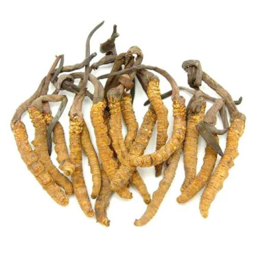 Caterpillar Fungus (Yarsagumba / Keera Jari)