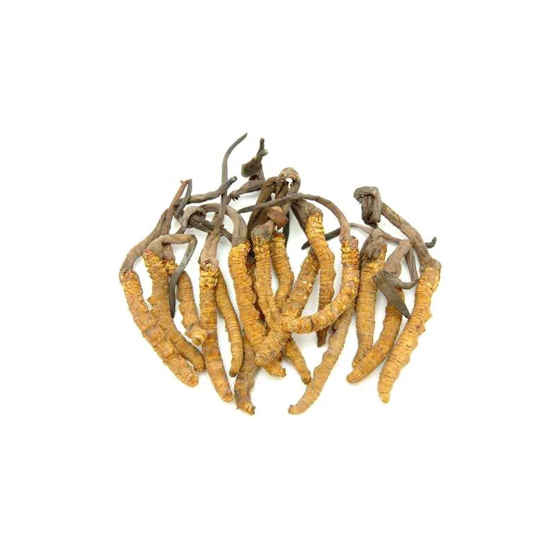 Buy Caterpillar Fungus (Yarsagumba) in Pakistan – Hafiz Pansar
