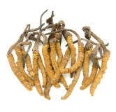 Buy Caterpillar Fungus (Yarsagumba) in Pakistan – Hafiz Pansar