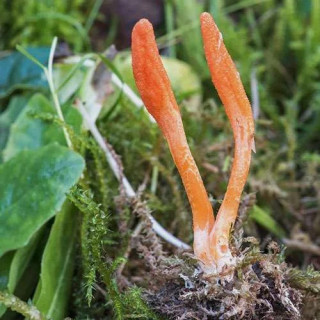 Buy Caterpillar Fungus (Yarsagumba) in Pakistan – Hafiz Pansar
