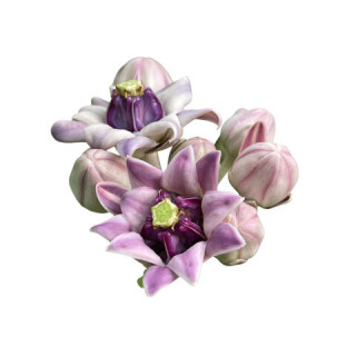 Buy Crown Flower (Gul Madar / Aak Phool) Online in Pakistan | Hafiz Pansar