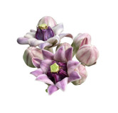 Buy Crown Flower (Gul Madar / Aak Phool) Online in Pakistan | Hafiz Pansar