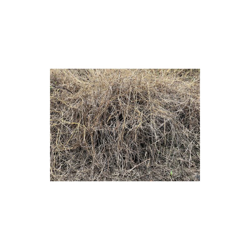 Gorakh paan(heliotropium strigosu)
