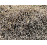 Gorakh paan(heliotropium strigosu)