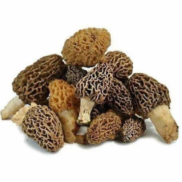 Morel Mushroom (Guchi Mushroom)
