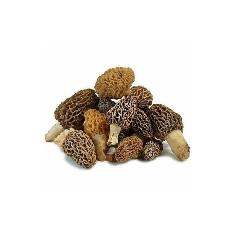 Morel Mushroom (Guchi Mushroom)