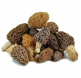 Morel Mushroom (Guchi Mushroom)