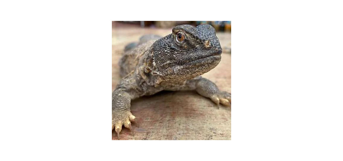 Sandha Oil (Roghan e Sanda) Benefits, Uses & Truth in Pakistan