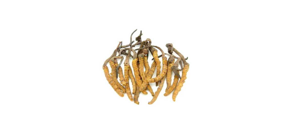 Yarsagumba (Keera Jari) Benefits, Uses & Price Guide in Pakistan